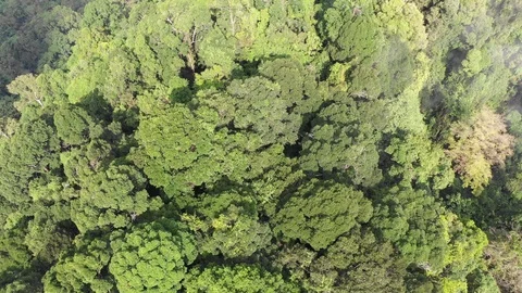 Tropical Rainforest Vídeos de archivo 107868321