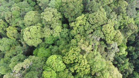 Tropical Rainforest Video stock 107869099