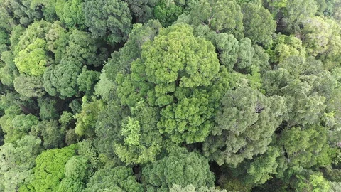 Tropical Rainforest 스톡 동영상 107870055