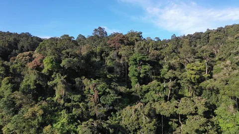 Tropical Rainforest Vídeos de archivo 108745759
