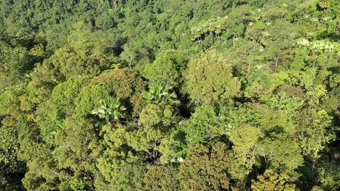 Tropical Rainforest Stock-Footage 108746712