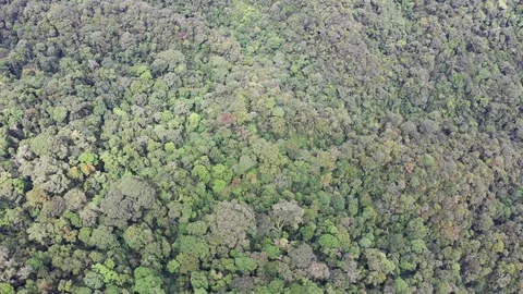 Tropical Rainforest Vídeo Stock 108746717