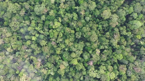 Tropical Rainforest Video stock 109255932