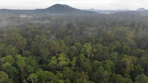 Tropical Rainforest Video stock 109256040