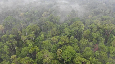 Tropical Rainforest Video stock 109791206