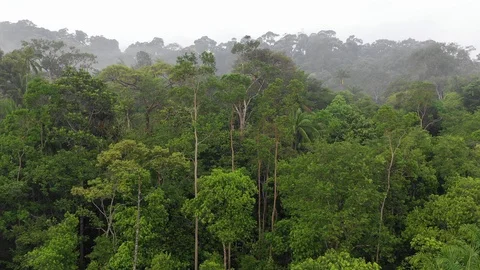Tropical Rainforest Stock-Footage 109792398