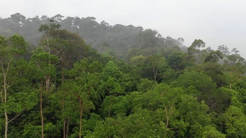 Tropical Rainforest Stock-Footage 109793231
