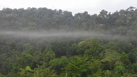 Tropical Rainforest Stock Footage 109796402