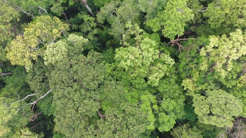 Tropical Rainforest Stock-Footage 111405046
