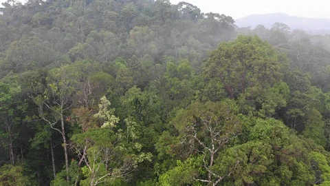 Tropical Rainforest 스톡 동영상 111405222