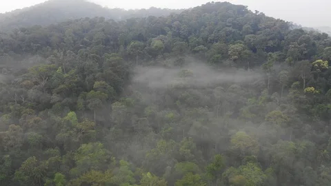 Tropical Rainforest 스톡 동영상 111405308