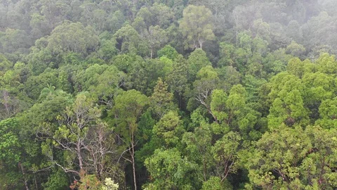 Tropical Rainforest Vídeos de archivo 111744243