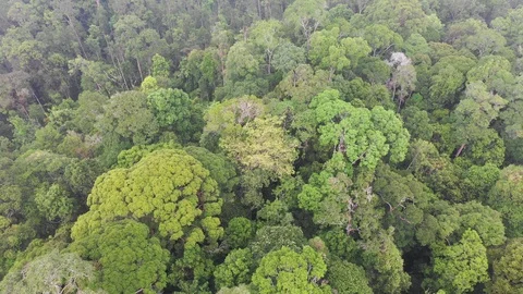 Tropical Rainforest Stock Footage 111744386