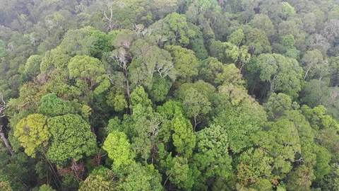 Tropical Rainforest Vídeos de archivo 111744389