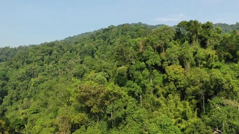 Tropical Rainforest Stock Footage 112777802