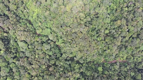 Tropical Rainforest Video stock 112779505