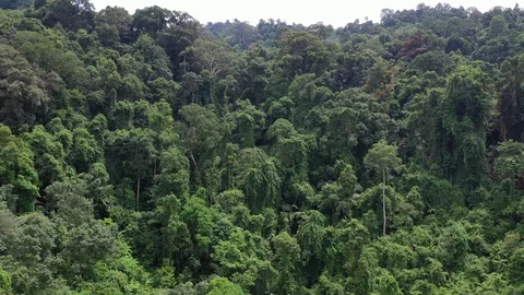 Tropical Rainforest Vídeos de archivo 118371640