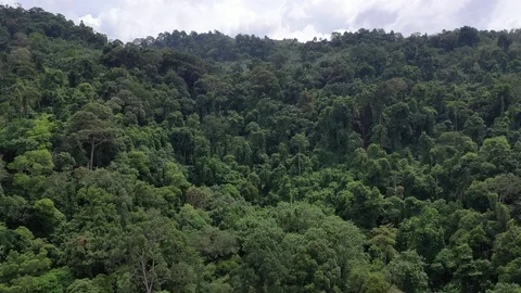 Tropical Rainforest Vídeos de archivo 118371888