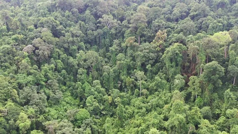 Tropical Rainforest 스톡 동영상 118796666