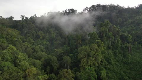 Tropical Rainforest Stock Footage 120512958