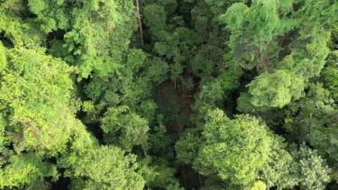 Tropical Rainforest Stock Footage 124686596