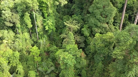 Tropical Rainforest Stock Footage 124904727