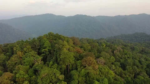 Tropical Rainforest Stock Footage 125026369