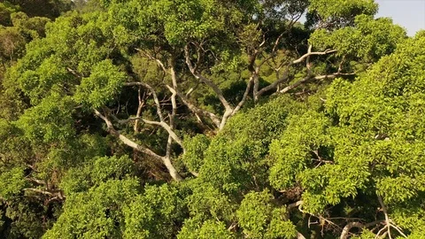 Tropical Rainforest Stock Footage 125120025