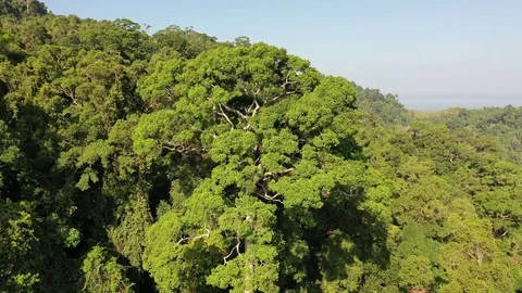 Tropical Rainforest Stock Footage 125252099