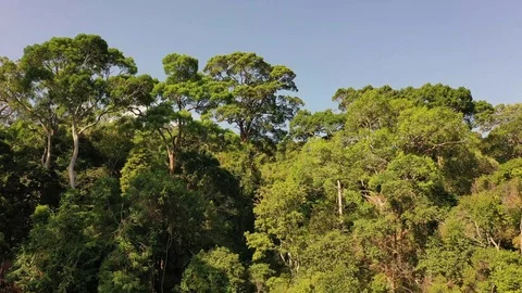 Tropical Rainforest Stock Footage 125252117