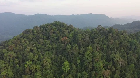 Tropical Rainforest Stock Footage 125253352