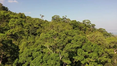 Tropical Rainforest Stock Footage 125887410