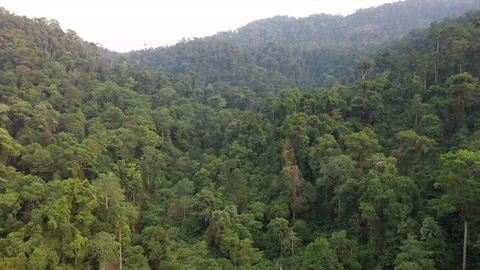 Tropical Rainforest Stock Footage 128095024