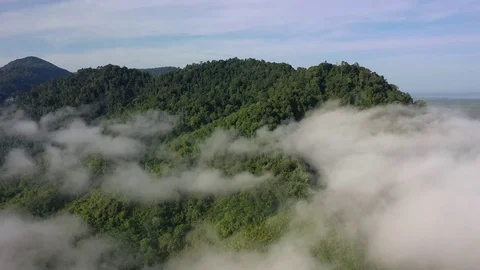 Tropical Rainforest Stock Footage 128717834