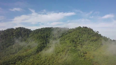 Tropical Rainforest Stock Footage 128721658