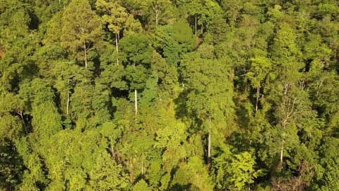 Tropical Rainforest Stock Footage 128721664