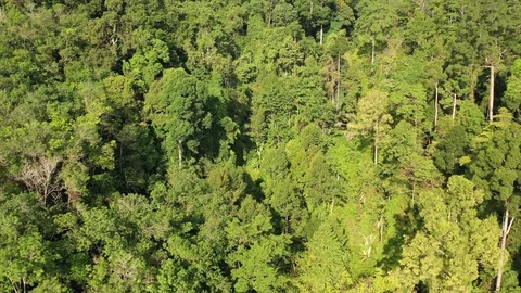 Tropical Rainforest Stock Footage 128721665