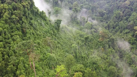 Tropical Rainforest Stock Footage 129428570