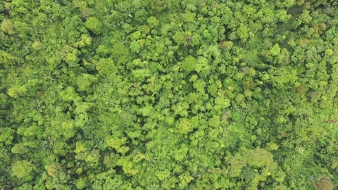 Tropical Rainforest Stock Footage 129924525