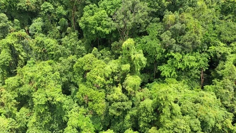Tropical Rainforest Stock Footage 130053435