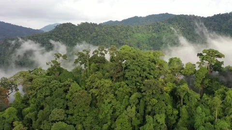 Tropical Rainforest Video stock 130442158