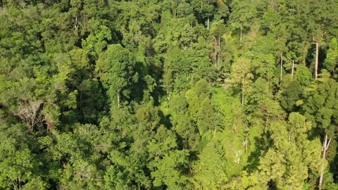 Tropical Rainforest Stock Footage 131206175