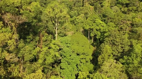 Tropical Rainforest Stock Footage 131206179