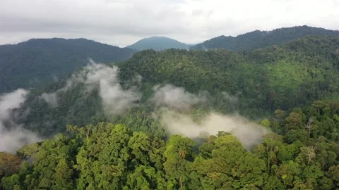 Tropical Rainforest Stock Footage 131708752