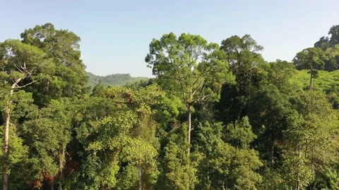 Tropical Rainforest Stock Footage 132083684