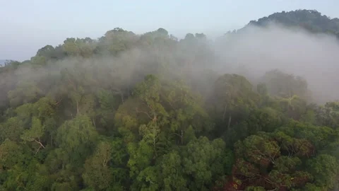 Tropical Rainforest Video stock 132497032