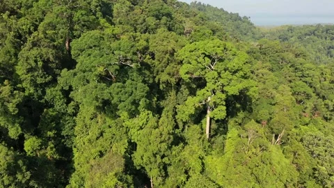 Tropical Rainforest Video stock 132497107