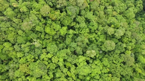 Tropical Rainforest Stock Footage 133014908