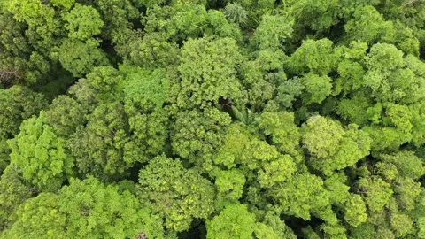 Tropical Rainforest Video stock 134149161