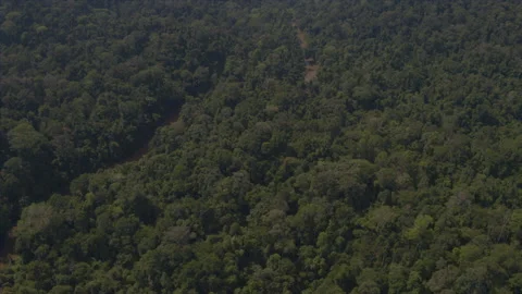 Tropical Rainforest Stock Footage 164853168